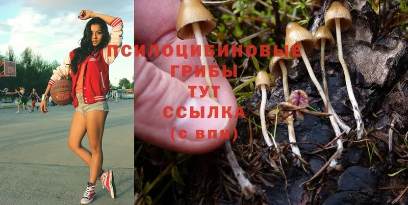 ссылка на мегу онион  Карабаново  Псилоцибиновые грибы Psilocybe 